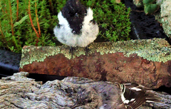 Melanodryas cucullata