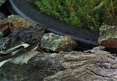 Melanodryas cucullata