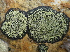 Rhizocarpon geographicum