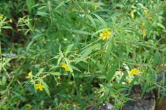 Ludwigia leptocarpa