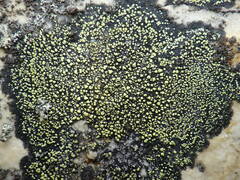 Rhizocarpon geographicum
