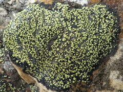 Rhizocarpon geographicum