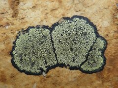 Rhizocarpon geographicum