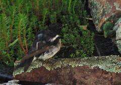 Melanodryas cucullata