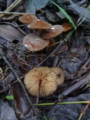Marasmius elegans