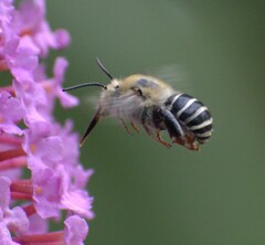 Anthophora californica