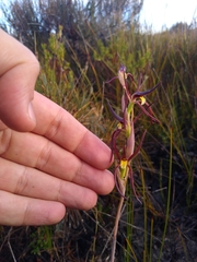 Lyperanthus suaveolens