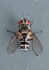 Microphthalma disjuncta