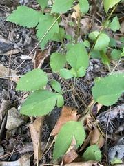 Eurybia divaricata