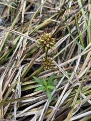Sparganium americanum