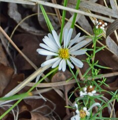Symphyotrichum falcatum