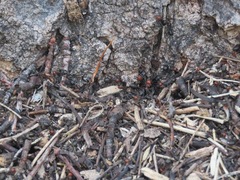 Formica integra