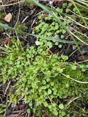 Stellaria crispa