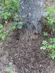 Formica integra