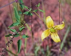 Clematis orientalis