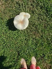 Chlorophyllum molybdites image