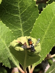 Cylindromyia intermedia