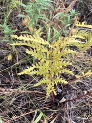 Pedicularis