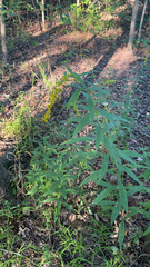Solidago odora