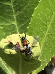 Cylindromyia intermedia