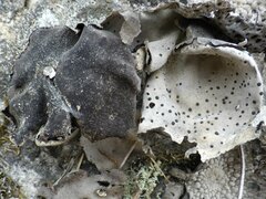 Umbilicaria crustulosa