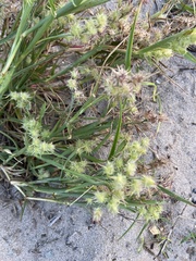 Cenchrus tribuloides