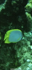 Chaetodon ocellatus