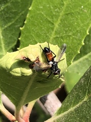 Cylindromyia intermedia