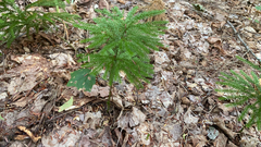 Dendrolycopodium dendroideum