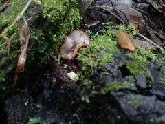 Humaria hemisphaerica