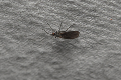 Empidoidea
