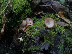 Humaria hemisphaerica