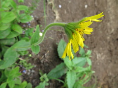 Arnica unalaschcensis