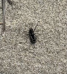 Cicindela bellissima