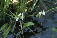 Sagittaria platyphylla