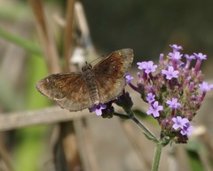 Staphylus hayhurstii