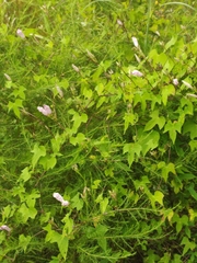 Ipomoea cordatotriloba