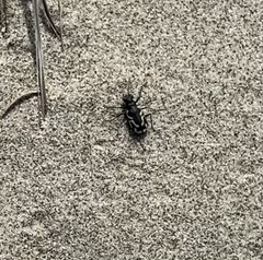 Cicindela bellissima