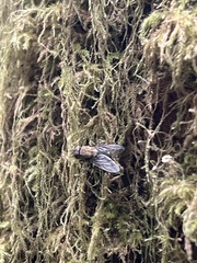 Paradejeania rutilioides