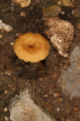 Crepidotus subfulviceps