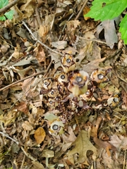 Monotropa uniflora
