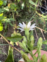 Symphyotrichum urophyllum