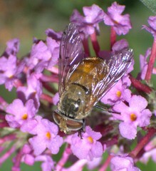 Copestylum haagii