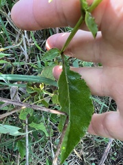 Symphyotrichum urophyllum