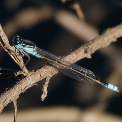 Ischnura heterosticta