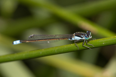 Ischnura heterosticta