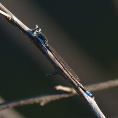 Ischnura heterosticta