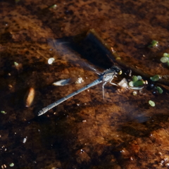 Ischnura heterosticta