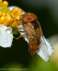 Copestylum sexmaculatum