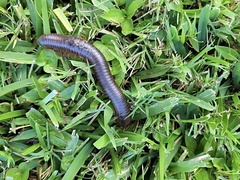 Narceus americanus
